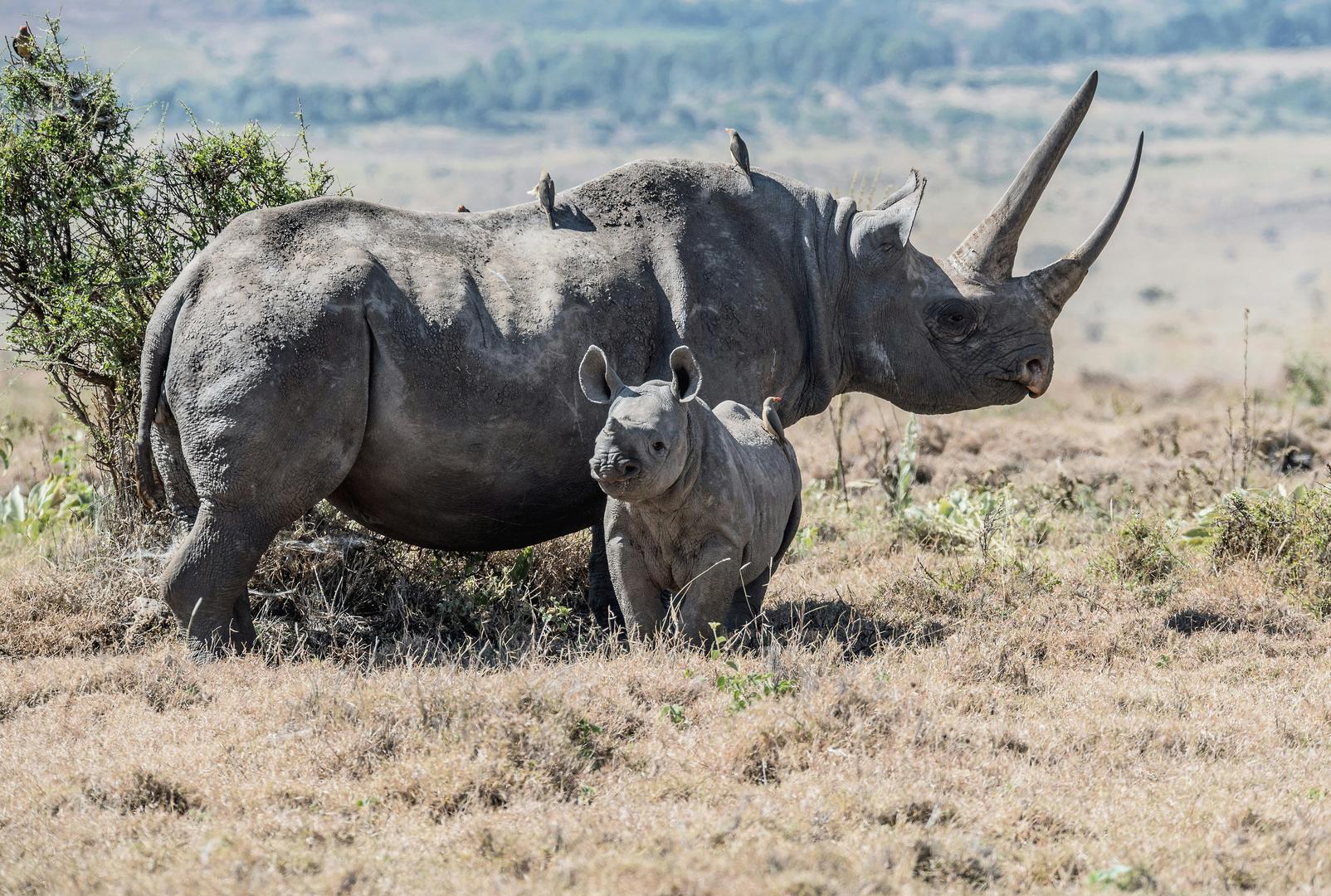 South Luangwa Wildlife